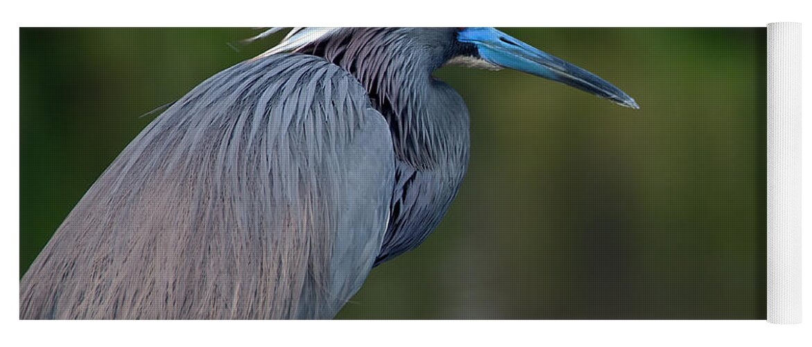 Tri Colored Heron Yoga Mat featuring the photograph Tricolored Heron by Art Whitton