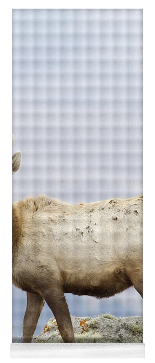 00499813 Yoga Mat featuring the photograph Tule Elk Yearling Bull Point Reyes by Sebastian Kennerknecht