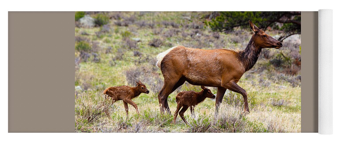 Elk Yoga Mat featuring the photograph Twin Elk Calves by Shane Bechler