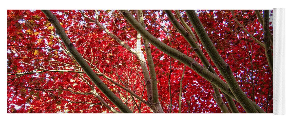 Trees Yoga Mat featuring the photograph Under A Red Canopy by Donna Blackhall