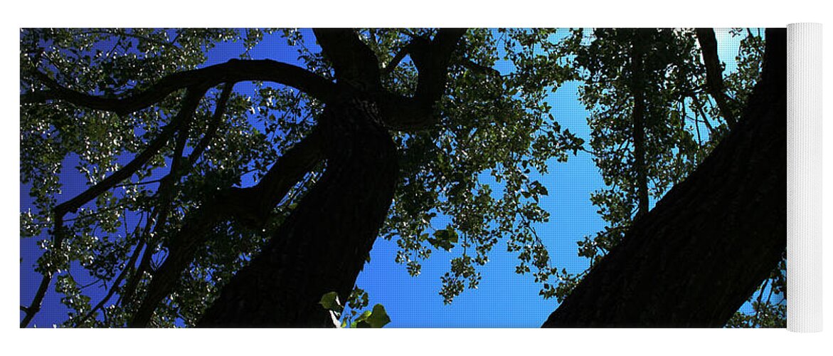 Shooks Run Yoga Mat featuring the photograph Under the Cottonwoods by Ric Bascobert