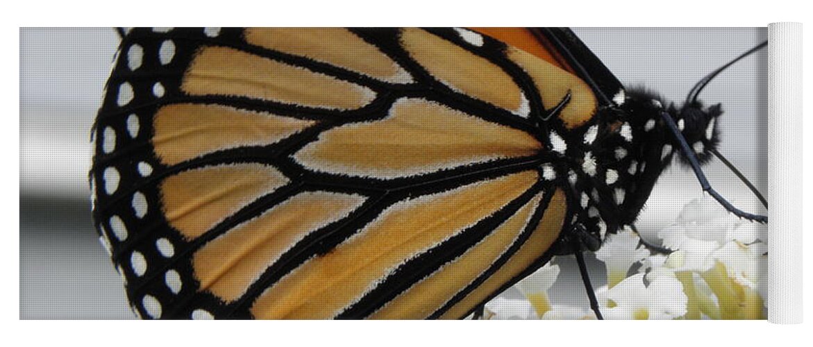 Monarch Yoga Mat featuring the photograph Up Close And Personal by Kim Galluzzo Wozniak