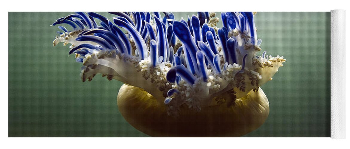 Mp Yoga Mat featuring the photograph Upside-down Jellyfish Cassiopea Sp by Pete Oxford