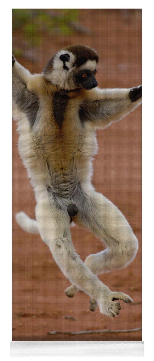 Mp Yoga Mat featuring the photograph Verreauxs Sifaka Propithecus Verreauxi by Pete Oxford