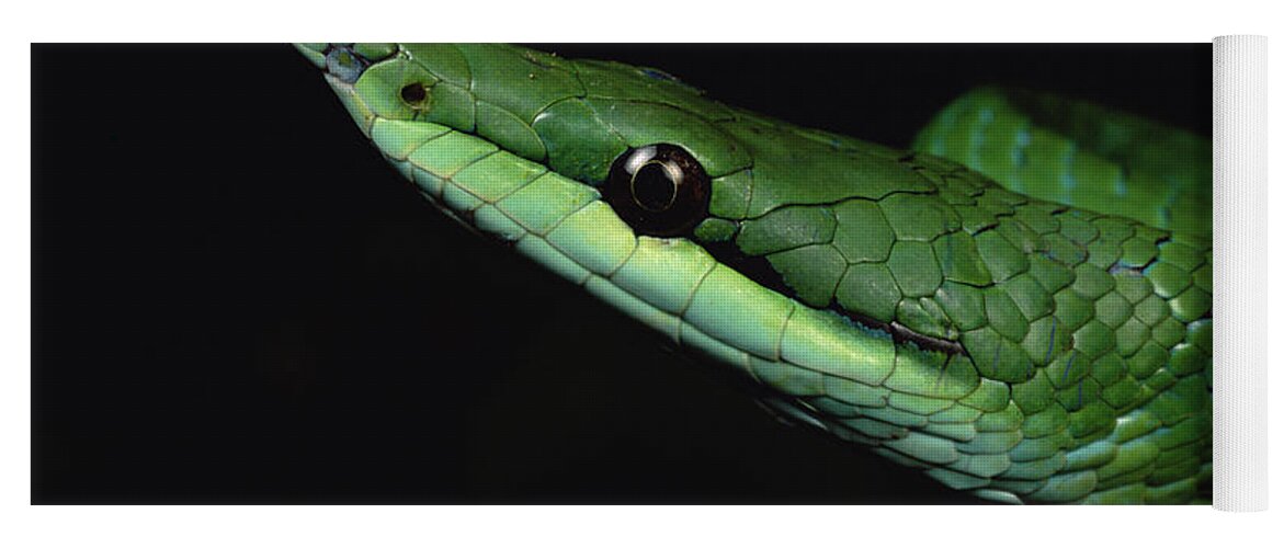 Mp Yoga Mat featuring the photograph Vine Snake Natrix Trianguligera Face by Mark Moffett