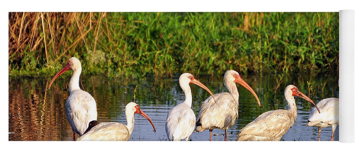 Ibis Yoga Mat featuring the photograph Wading Ibises by Al Powell Photography USA