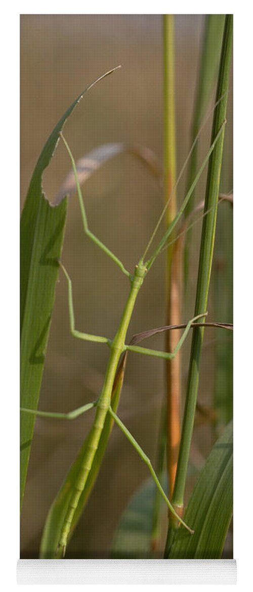 Animal Yoga Mat featuring the photograph Walking Stick Insect by Ted Kinsman