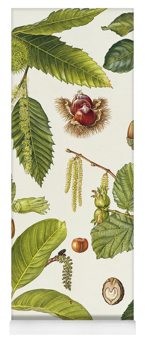 Sweet Chestnut; Beech; Cork Oak; Filbert; Hazel; Catkin; Husk; Acorn; Leaves; Botanical; Nuts Yoga Mat featuring the painting Walnut and other nut-bearing trees by Elizabeth Rice