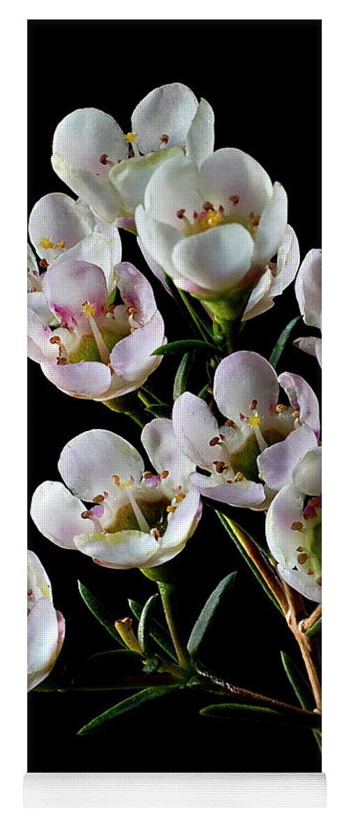 Flower Yoga Mat featuring the photograph Wax Flowers by Endre Balogh