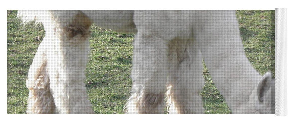Alpaca Yoga Mat featuring the photograph White Fluff by Kim Galluzzo Wozniak