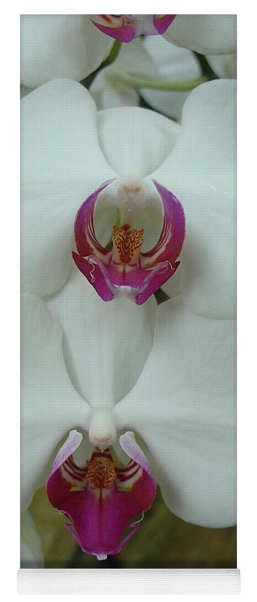 Orchid Yoga Mat featuring the photograph White Orchid by Charles and Melisa Morrison