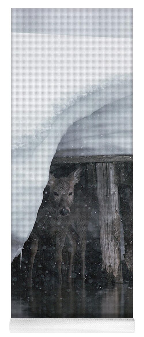 Mp Yoga Mat featuring the photograph White-tailed Deer Odocoileus by Michael Quinton