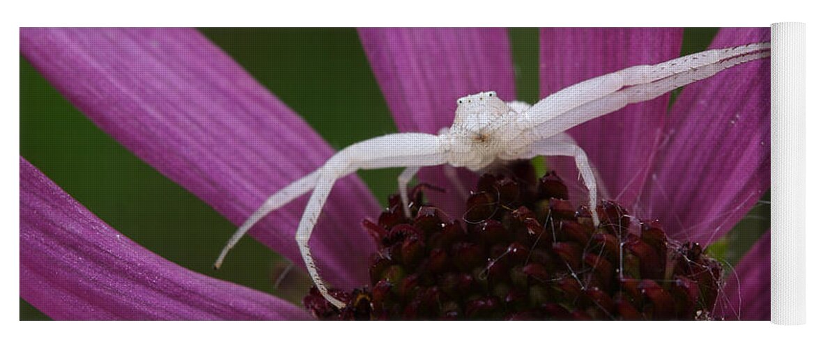 Whitebanded Crab Spider Yoga Mat featuring the photograph Whitebanded Crab Spider On Tennessee Coneflower by Daniel Reed