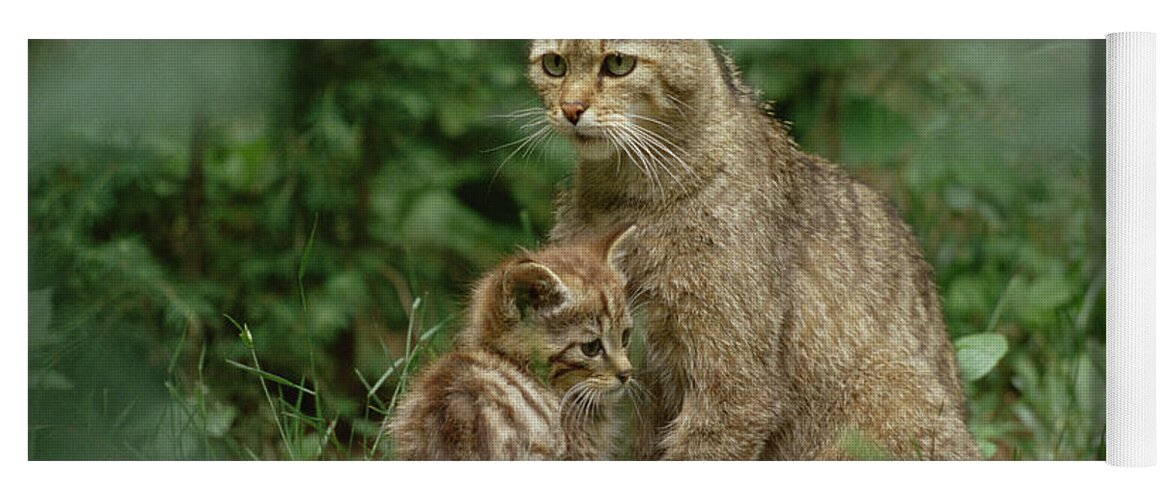 Mp Yoga Mat featuring the photograph Wild Cat Felis Silvestris Parent by Konrad Wothe