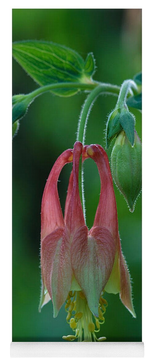 Aquilegia Canadensis Yoga Mat featuring the photograph Wild Columbine Flower by Daniel Reed