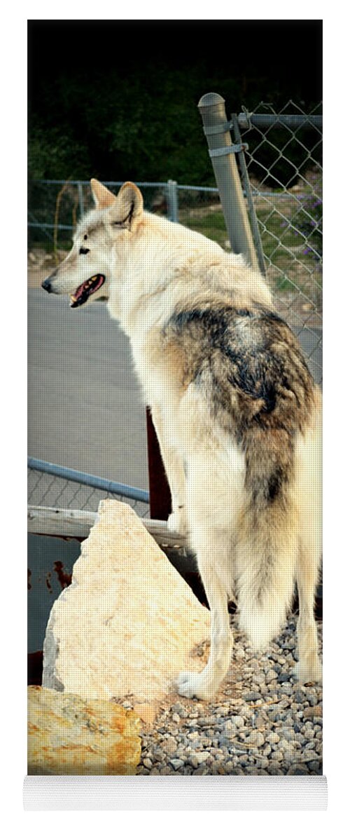 Wolf Yoga Mat featuring the photograph wolves X by Diane montana Jansson