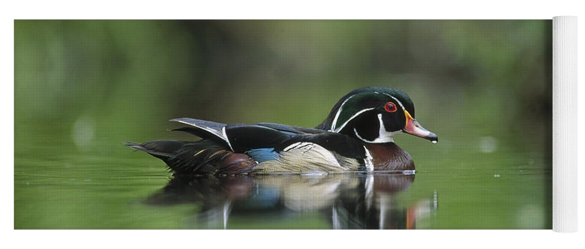 00171825 Yoga Mat featuring the photograph Wood Duck Male Portrait British by Tim Fitzharris
