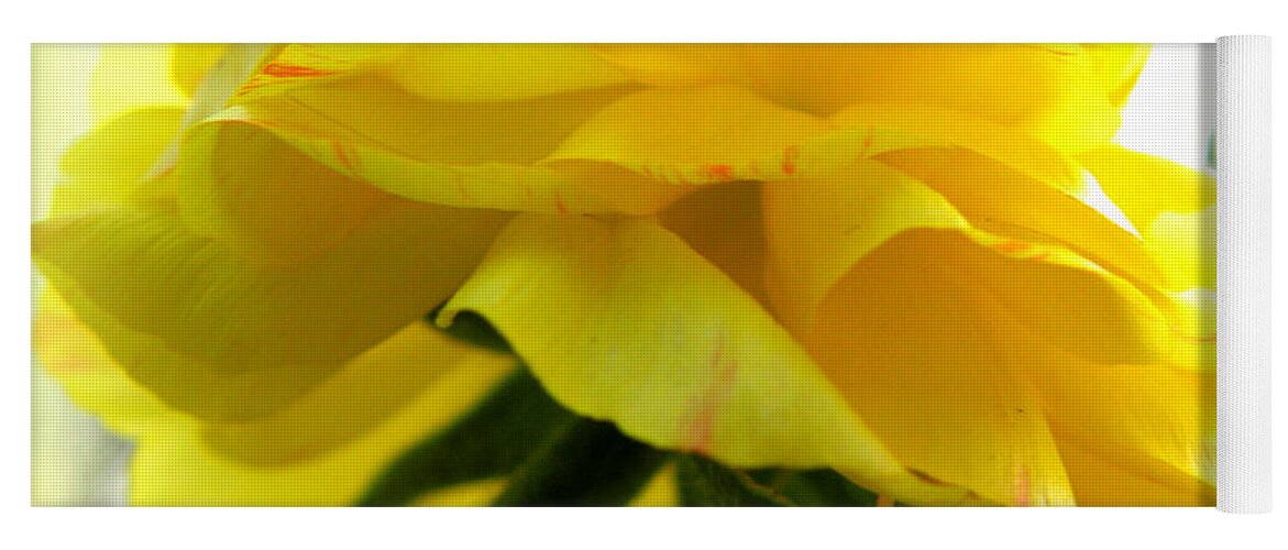 Ranunculus Yoga Mat featuring the photograph Yellow Glow In The Sun by Kim Galluzzo Wozniak