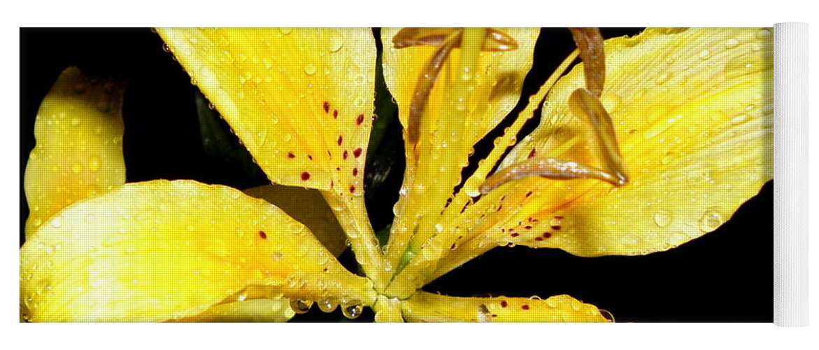 Yellow Yoga Mat featuring the photograph Yellow Lily by night by Kim Galluzzo
