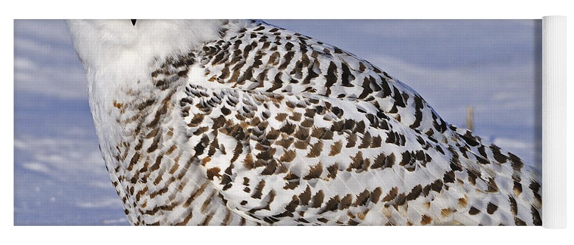 Snowy Owl Yoga Mat featuring the photograph Young Snowy Owl by Tony Beck