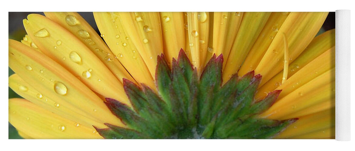 Flowers Yoga Mat featuring the photograph Water drops on Gerbera Daisy by Amy Fose