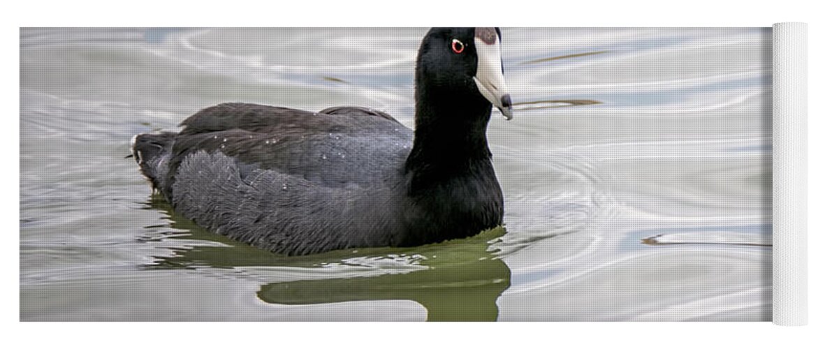 American Coot Yoga Mat featuring the photograph American Coot #1 by LeeAnn McLaneGoetz McLaneGoetzStudioLLCcom