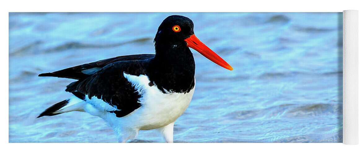 American Oystercatcher Yoga Mat featuring the photograph American Oystercatcher #1 by Ben Graham