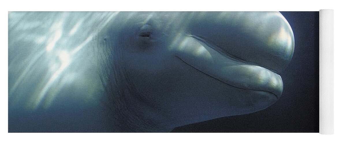 Adult Yoga Mat featuring the photograph Beluga Whale Or White Whale #1 by Gerard Lacz