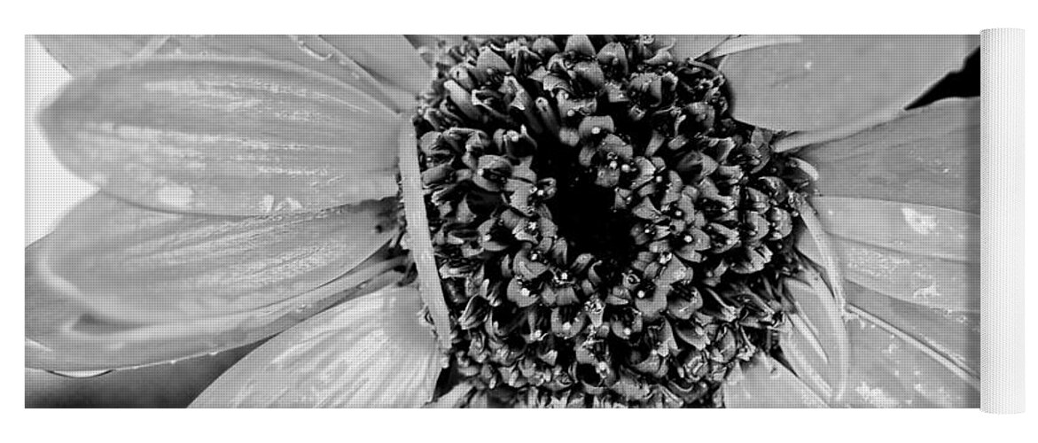 Gerber Daisy Yoga Mat featuring the photograph Black and White Gerbera Daisy by Amy Fose