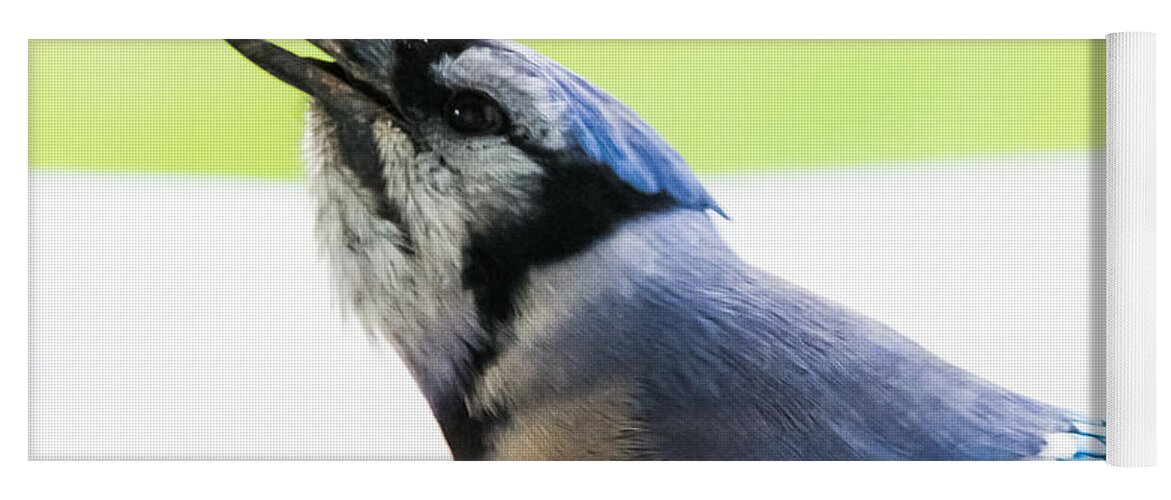 Blue Jay Yoga Mat featuring the photograph Blue Jay  by Holden The Moment