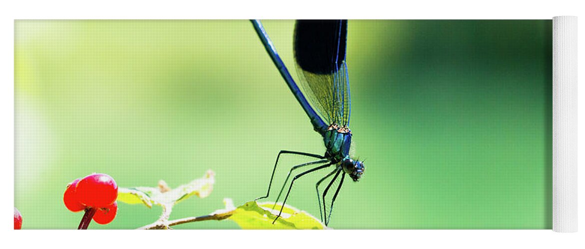 Countryside Yoga Mat featuring the photograph Broad-winged Damselfly, Dragonfly by Amanda Mohler
