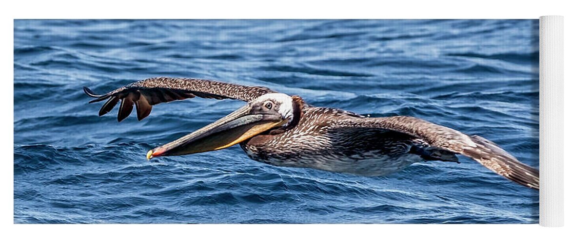 Brown Pelican Yoga Mat featuring the photograph Brown Pelican 4 #1 by Endre Balogh