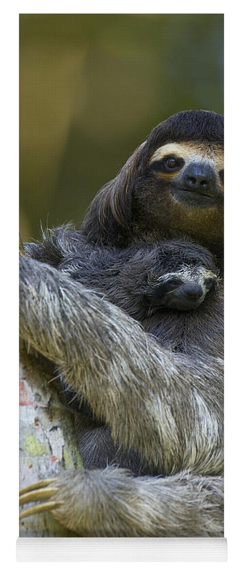 sloth yoga mat