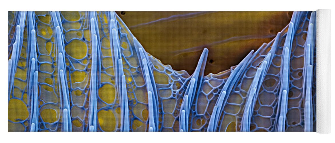 Science Yoga Mat featuring the photograph Butterfly Wing Scale Sem #1 by Eye of Science