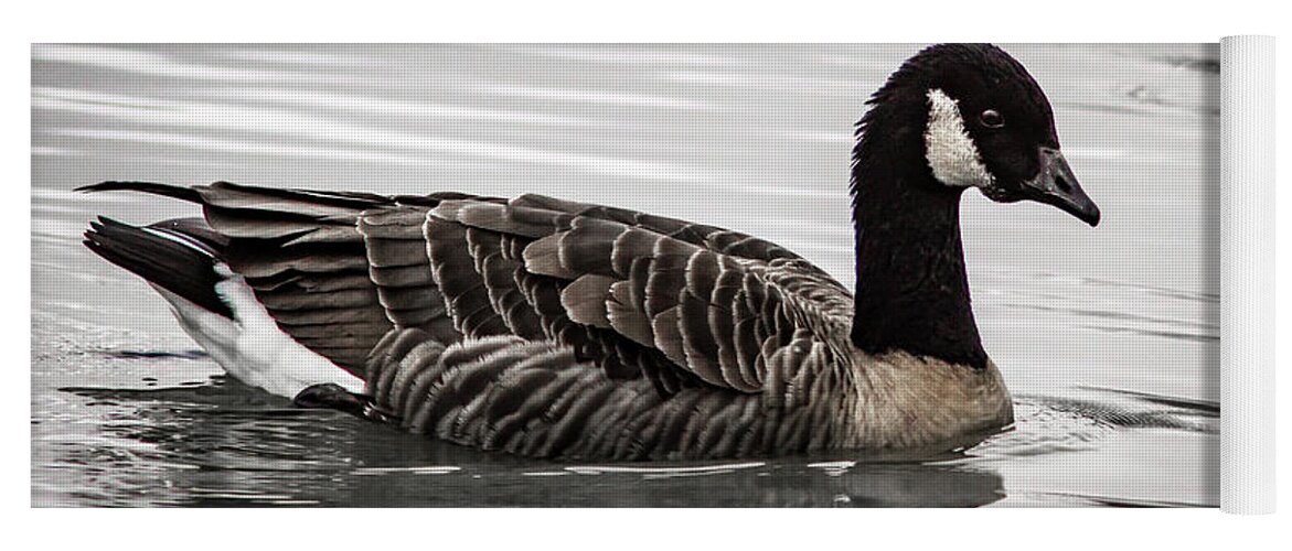Water Yoga Mat featuring the photograph Canada Goose #1 by Jean Noren