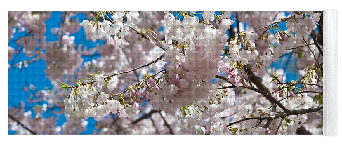 Cherry Blossom Yoga Mat featuring the photograph Cherry Blossom #1 by Sebastian Musial