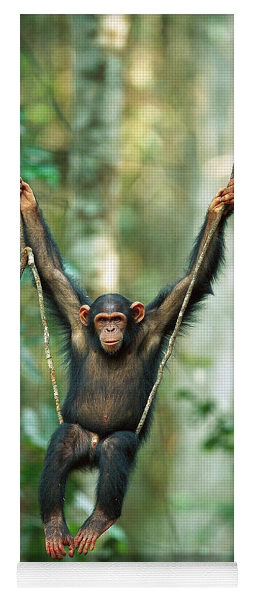 Mp Yoga Mat featuring the photograph Chimpanzee Pan Troglodytes Juvenile #1 by Cyril Ruoso