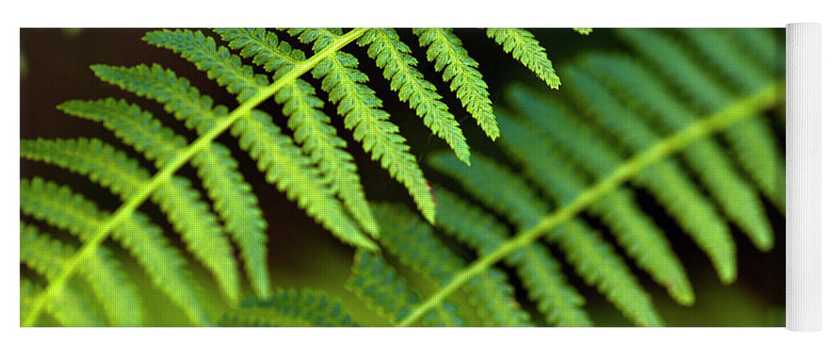 Forest Setting Yoga Mat featuring the photograph Close-up of Ferns #1 by Jim Corwin