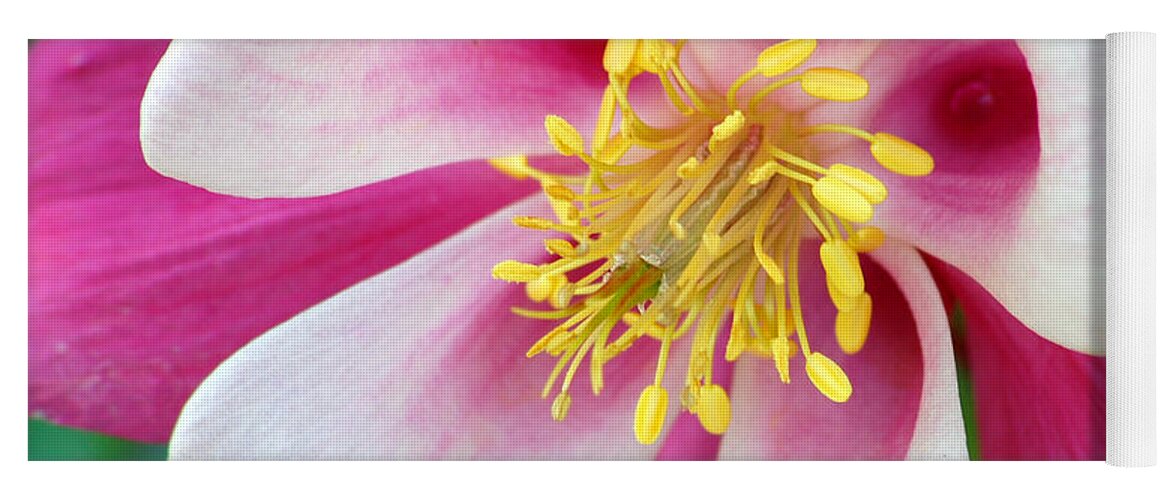 Columbine Yoga Mat featuring the photograph Columbine Flower 1 by Amy Fose