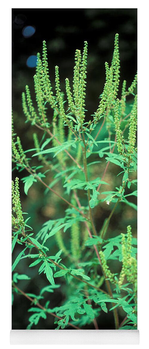 Plant Yoga Mat featuring the photograph Common Ragweed In Flower by John Kaprielian