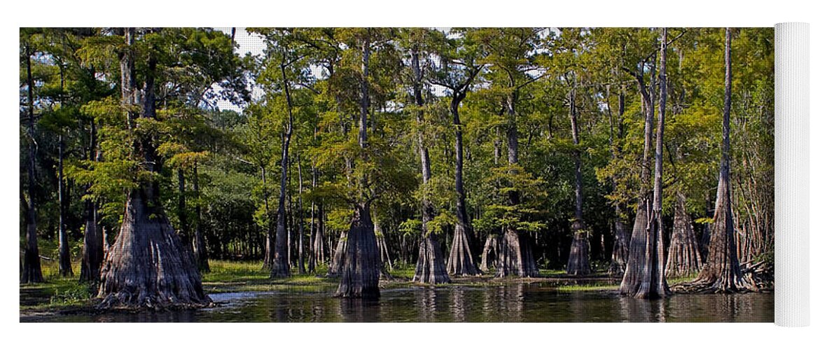 Cypress Yoga Mat featuring the photograph Cypress on the Suwannee by Farol Tomson