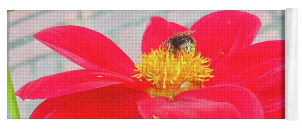 Dahlia Flower Yoga Mat featuring the photograph Dahlia and Bee #1 by Cesar Vieira