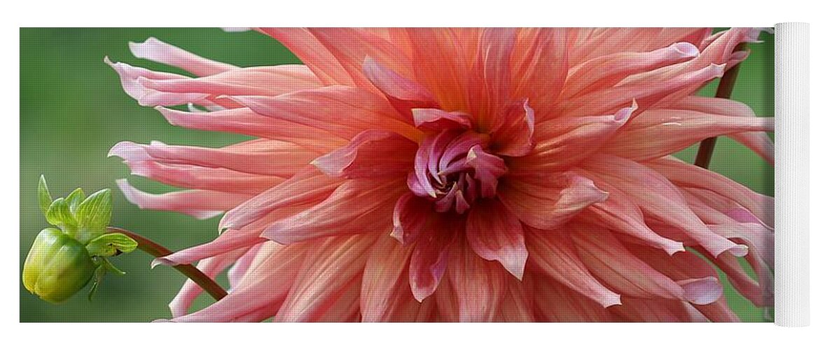 Mccombie Yoga Mat featuring the photograph Dahlia named Wyn's Pinking of You #3 by J McCombie