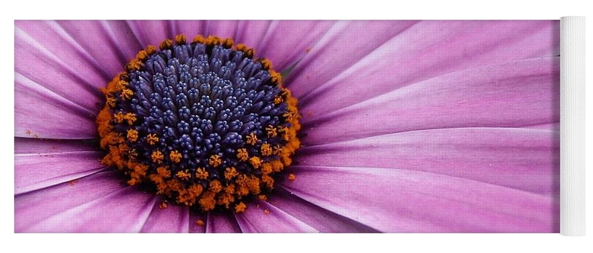 Flora Yoga Mat featuring the photograph Daisy Delight #2 by Bruce Bley