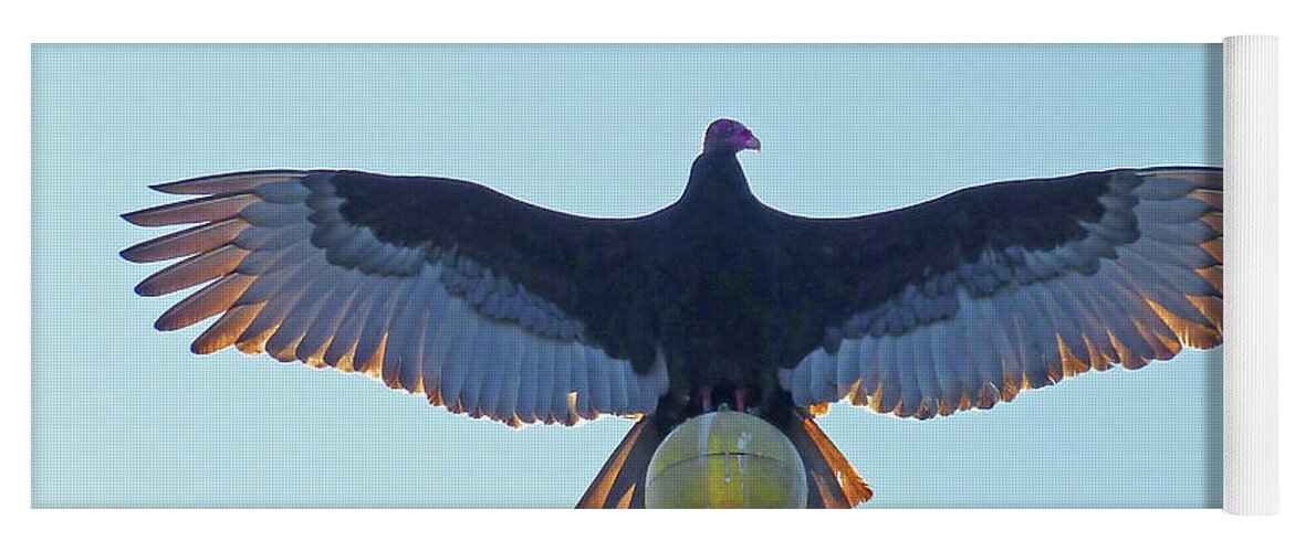 Turkey Vulture Yoga Mat featuring the photograph DB6347 Turkey Vulture on our Flagpole #1 by Ed Cooper Photography
