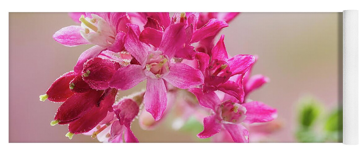 Plant Yoga Mat featuring the photograph Flowering Currant #1 by Shirley Mitchell