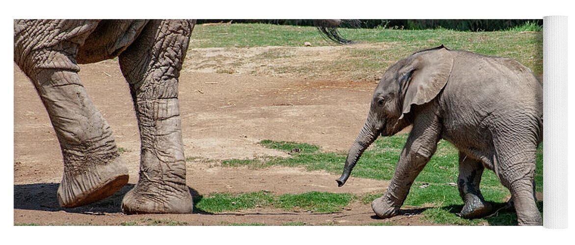 Baby Elephant Yoga Mat featuring the photograph Follow the Leader #1 by Anthony Jones