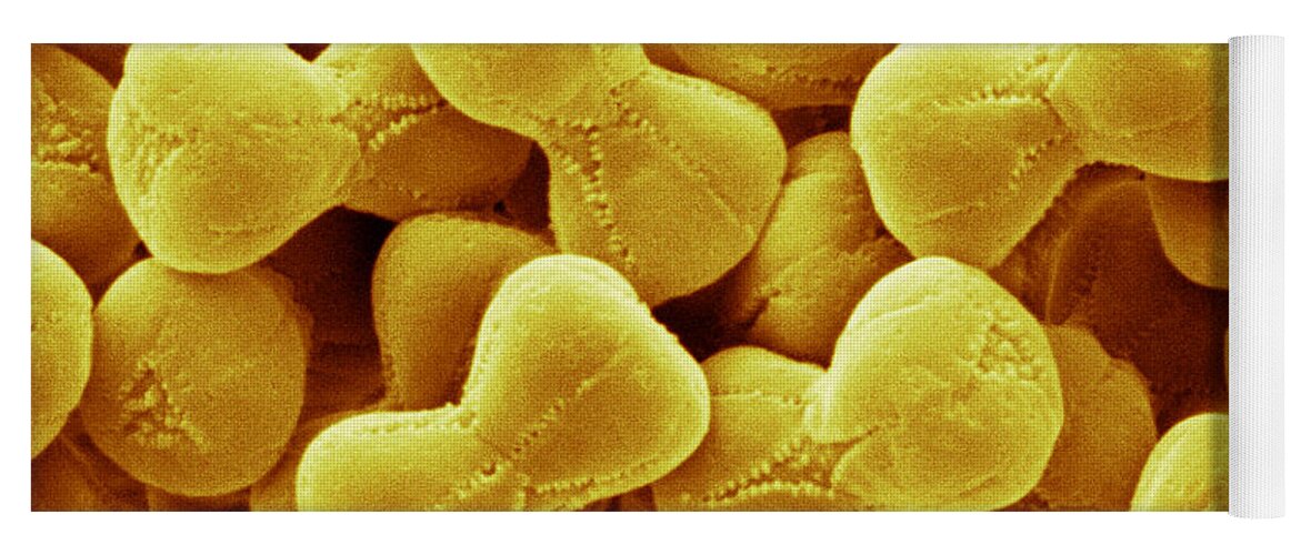 Myosotis Verna Yoga Mat featuring the photograph Forget-me-not Pollen, Sem #1 by Scimat