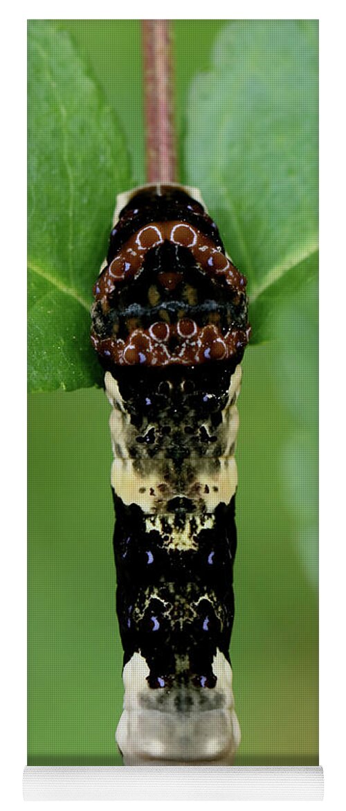 Giant Swallowtail Caterpillar Yoga Mat featuring the photograph Giant Swallowtail caterpillar #1 by Doris Potter