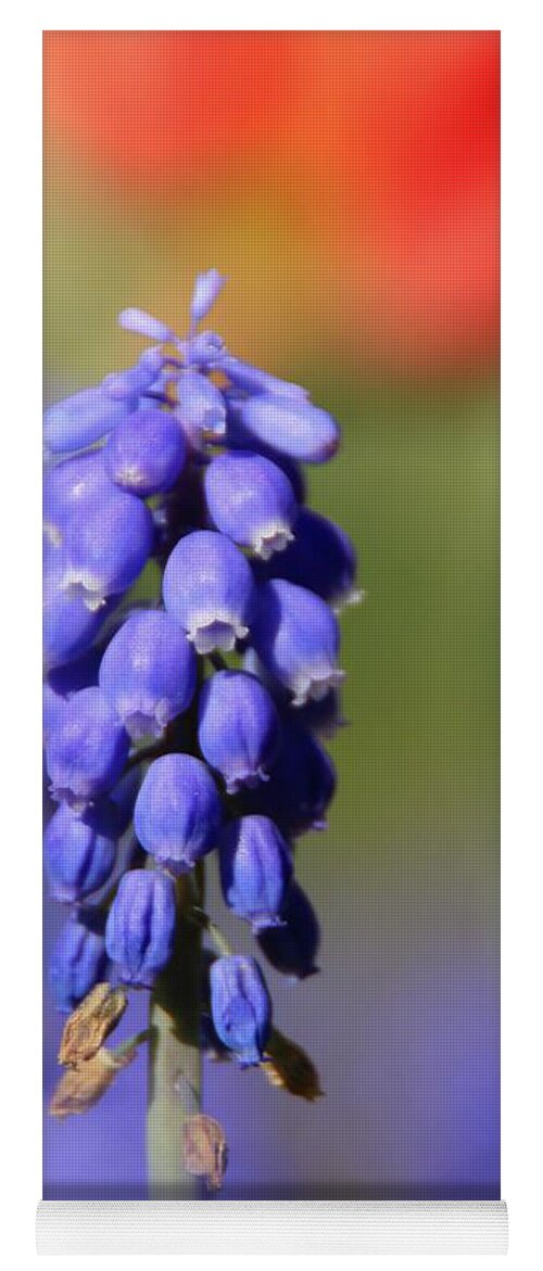 Muscari Yoga Mat featuring the photograph Grape Hyacinth #2 by Chris Berry